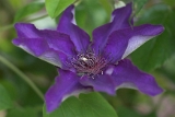 Clematis 'The President -01